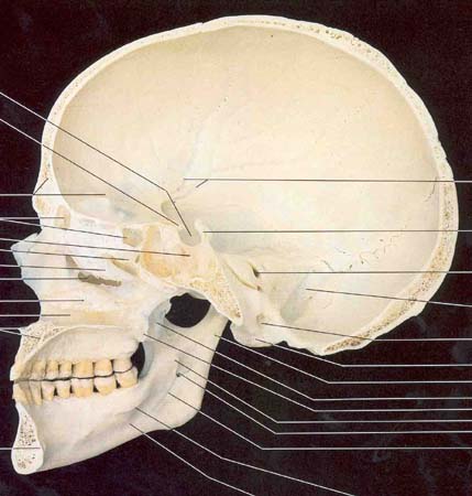 shape of flat bones